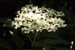 dscf7506