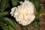 dscf7520