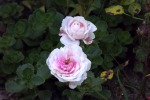 dscf7589