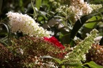 dscf7686