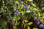 dscf7751