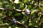 dscf7756