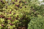 dscf7764