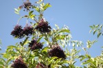 dscf7765