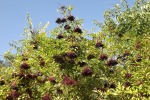 dscf7766