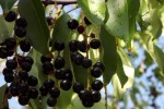 dscf7774