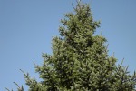 dscf7786
