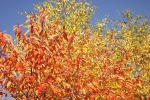 8141-laub-an-baeumen-rot-gelb-gruen
