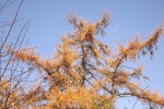 8207-rot-brauen-lerchen-nadeln-blauer-himmel