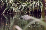 9734-ente-teich-schwimmt