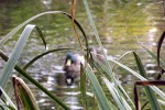 9735-zwei-enten-im-teich