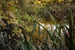 9738-teich-speigellung-gras