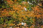 9740-orange-laub 9740-orange-laub