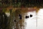 9741-enten-schwimmen-auf-spiegelndem-wasser