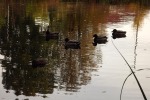 9743-enten-duempeln-speigellung