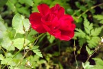 9625-rose-rot