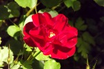 9628-rote-rosen-bluete
