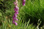 9629-fingerhut-digitalis