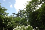 9640-weitwinkel-gruen-baeume-straeucher-himmel-blau-weiss