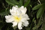 9647-rhododendron-bluete-weiss