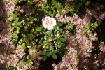 9665-zart-rosa-rose-roeschen-umringt