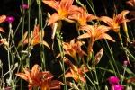 9672-lilien-orange-rot-mehrere-ueppig