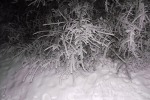 5841-schnee-nacht-dunkel-tanne