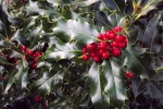 9387-stechpalme-blaetter-beeren