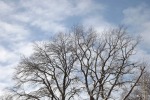 9480-kahler-baum-vor-weiss-blauem-himmel