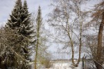 9481-schnee-tannen-kahler-baum