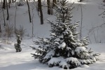 9492-kleine-tanne-im-schnee