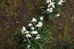 9074-schneegloeckchen