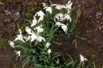 9076-schneegloeckchen
