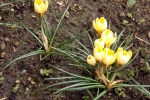 9077-krokusse-gelb