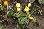9078-gelbe-krokusse