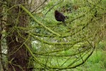 9082-amsel-baum-zweig