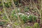 9084-schneegloeckchen-im-gebuesch
