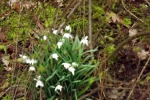 9085-schneegloeckchen-boden-moos