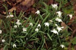9086-laub-schneegloeckchen