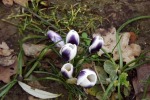 9089-krokusse-weiss-lila-moos