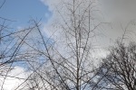 9090-baum-himmel-wolken