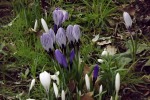 9092-krokusse-weiss-lila-gestreift