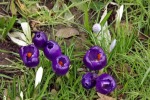 9095-krokusse-lila