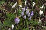 9098-krokusse-lila-weis-gestreift 9098-krokusse-lila-weis-gestreift