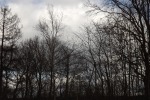 9102-kahle-baeume
