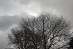 9106-kahler-baum-dunkle-wolken