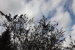 9110-abgeblueher-kahler-flieder-vor-wolkigem-himmel