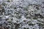 9114-etwas-schnee-auf-dem-boen