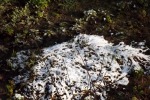 9115-schnee-nur-auf-den-beeten
