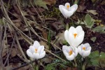 9123-laub-und-weisse-krokusse